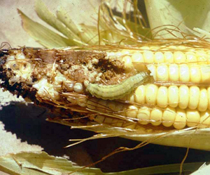 untreated corn